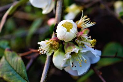 Close-up of flower against blurred background