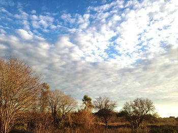 Low angle view of trees against cloudy sky