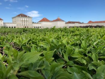 Plants growing on field against sky