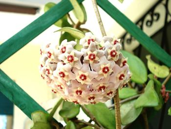 Close-up of flowers in bloom