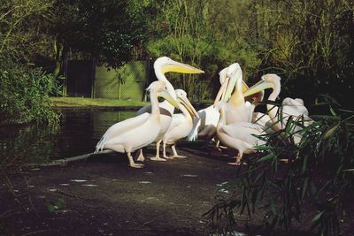 White swan on grass against trees