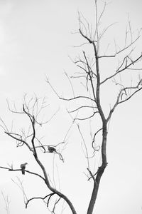 Low angle view of silhouette bare tree against clear sky