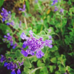 Close-up of purple flowers blooming outdoors