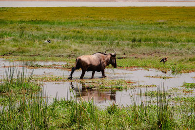 Horse grazing on field