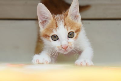 Close-up portrait of young kitten looking up to camera