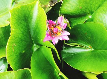 Close-up of pink flower