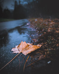 Close-up of autumn leaf on water