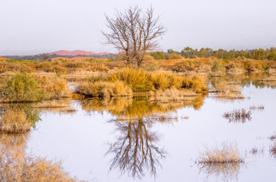 Reflection of trees in lake against sky