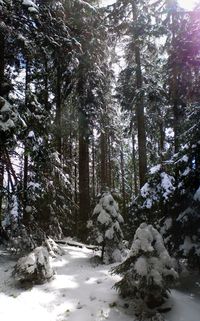 Snow covered pine trees in forest