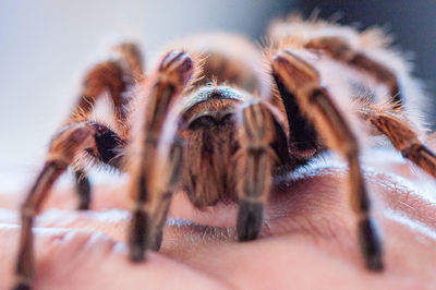 Close-up of spider on a hand