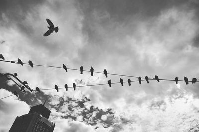 Low angle view of birds perching on cable against sky