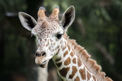 Close-up of a giraffe