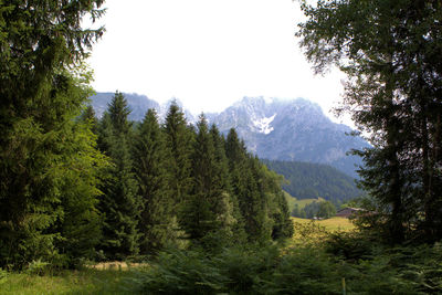 Scenic view of pine trees and mountains against sky