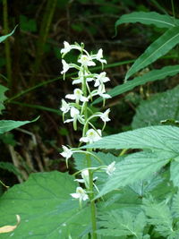 Close-up of flowers blooming outdoors