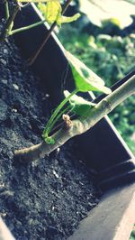 Close-up of grasshopper on leaf