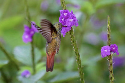 Close-up of butterfly pollinating on purple flower