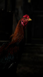 Close-up of rooster