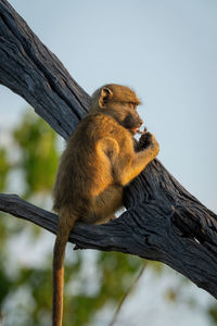 Low angle view of squirrel on tree