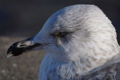 Close-up of seagull