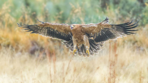 Close-up of golden eagle flying over field