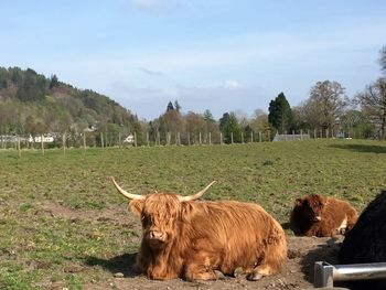 Cows on field against sky