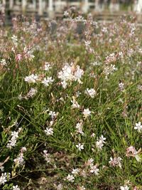 Close-up of white flowering plants on field