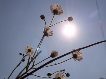 Low angle view of flowering plants against sky