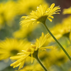 Close-up of yellow flowering plant