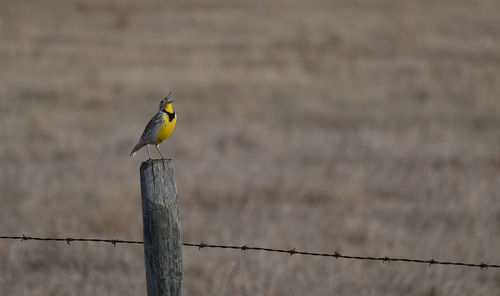 Bird perching on wooden post