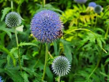 Close-up of purple flowering plant on field
