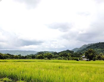 Scenic view of agricultural field against sky