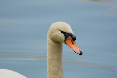 Close-up of swan swimming on lake