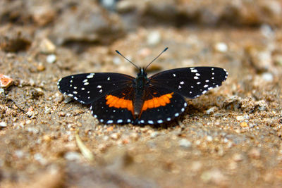 Close-up of butterfly on flower