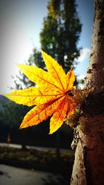 Close-up of yellow maple leaf