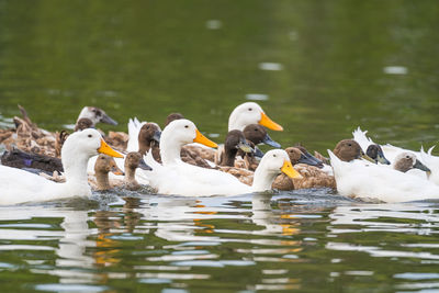 Ducks swimming in lake