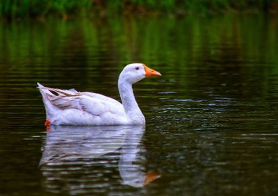 Duck swimming in lake