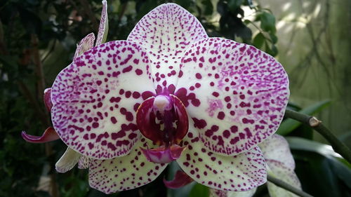 Close-up of pink flower blooming outdoors