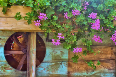 Potted plants on wood