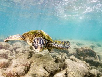 Close-up of sea turtle