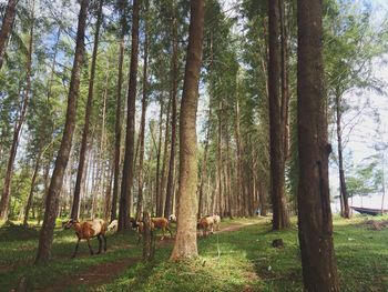 Cows grazing on field