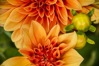 Close-up of orange dahlia