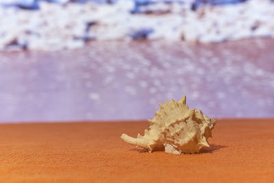 Close-up of crab on beach