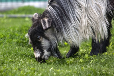 Close-up of a dog on field