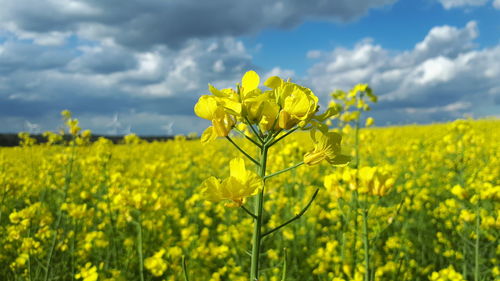 Scenic view of oilseed rape field against cloudy sky