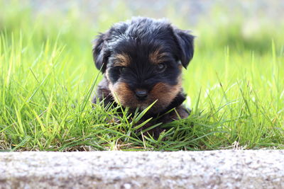 Portrait of puppy on field