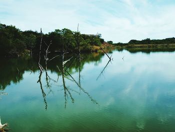 Reflection of trees in water