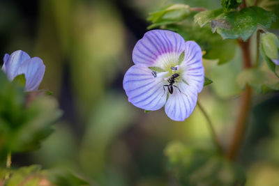 Close-up of purple flowering plant