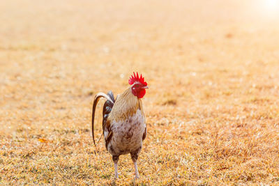 Chicken bird on field