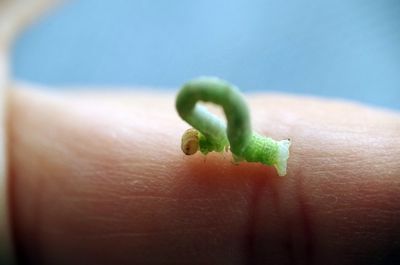 Close-up of caterpillar on finger