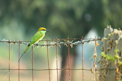 Bird perching on a fence